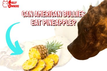 can american bullies eat pineapple