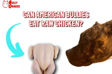 can american bullies eat raw chicken