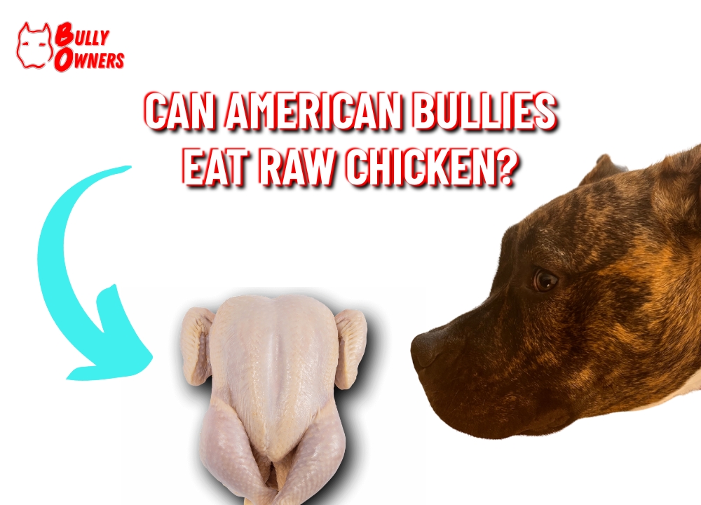 can american bullies eat raw chicken