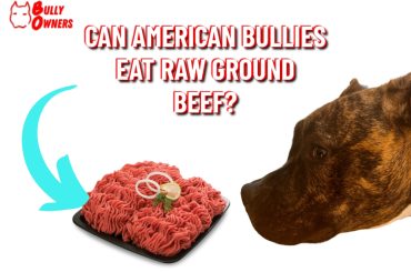 can american bullies eat raw ground beef