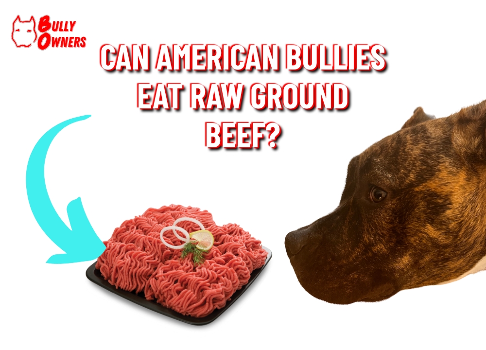 can american bullies eat raw ground beef