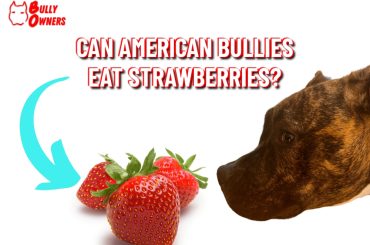 can american bullies eat strawberries