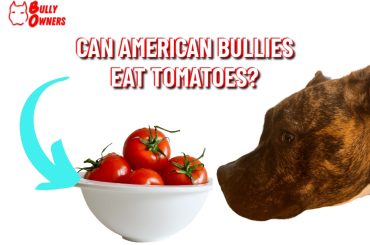 can american bullies eat tomatoes