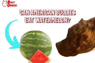 can american bullies eat watermelon