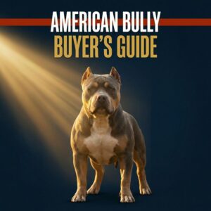 American Bully Buyer's Guide